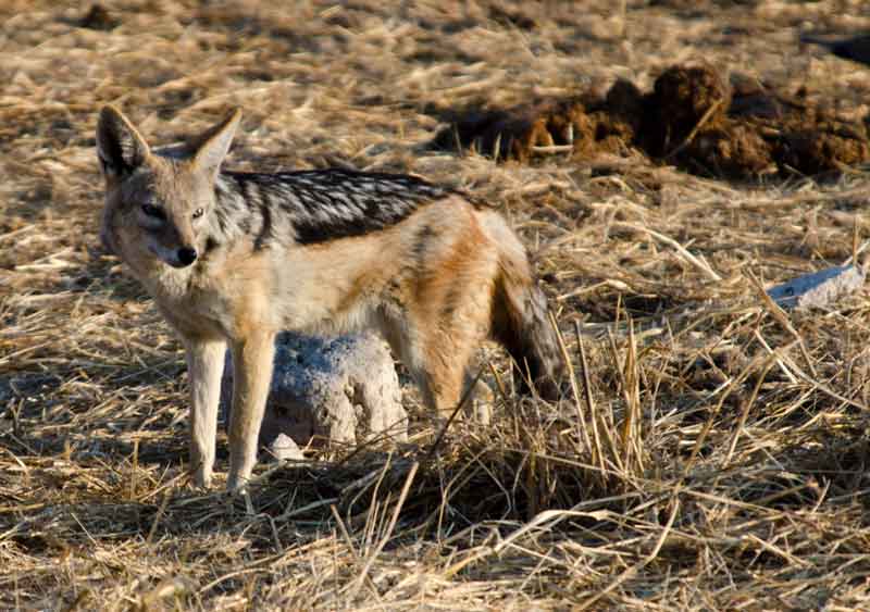 Chacal - parque nacional de Etosha - Namibia 2.jpg